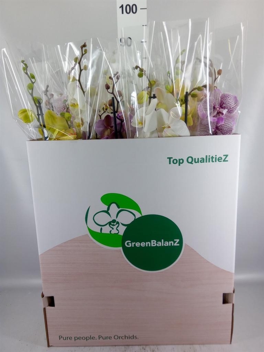 <h4>Phalaenopsis   ...mix</h4>
