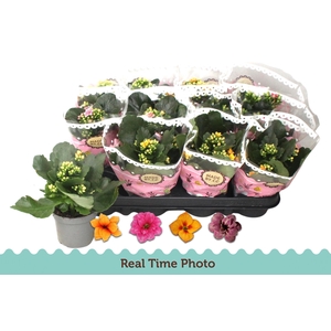 KAL GE GEM TWEEKL BL