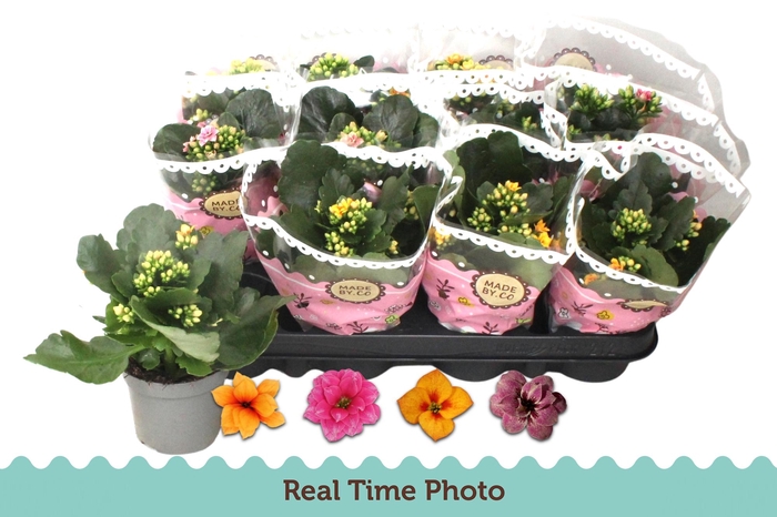 <h4>KAL GE GEM TWEEKL BL</h4>