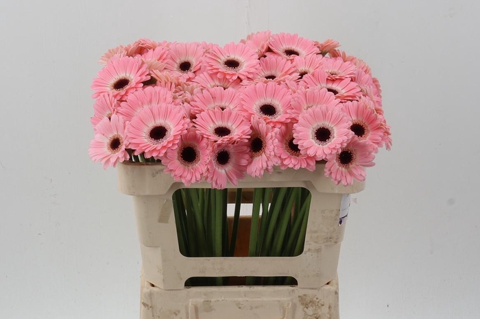 <h4>Ge Mi Dixon</h4>