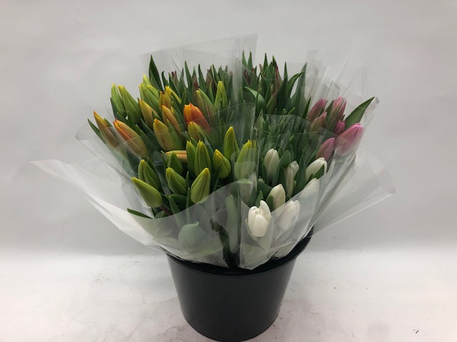 <h4>Mono Tulp Ass X10</h4>