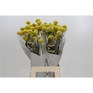 Craspedia globosa Paintball Jumbo