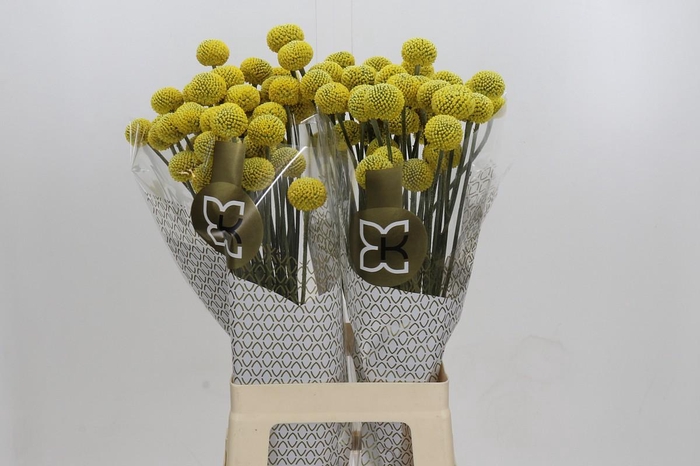 <h4>Craspedia globosa Paintball Jumbo</h4>