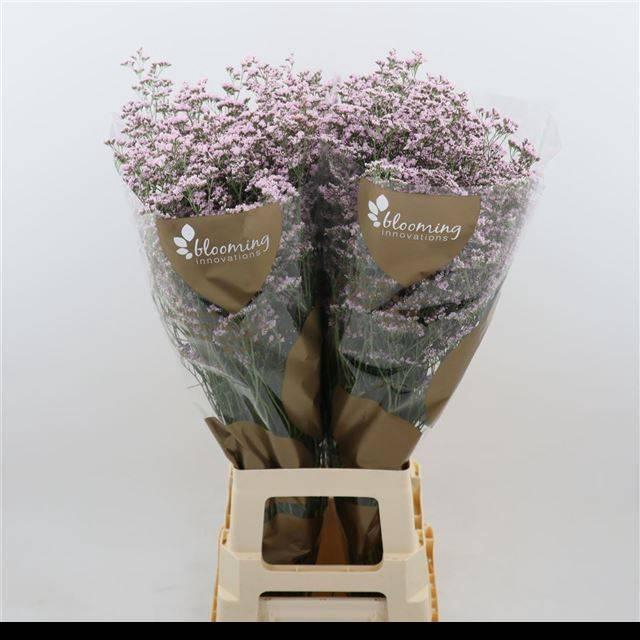 <h4>LIM SAF OSHI PINK</h4>