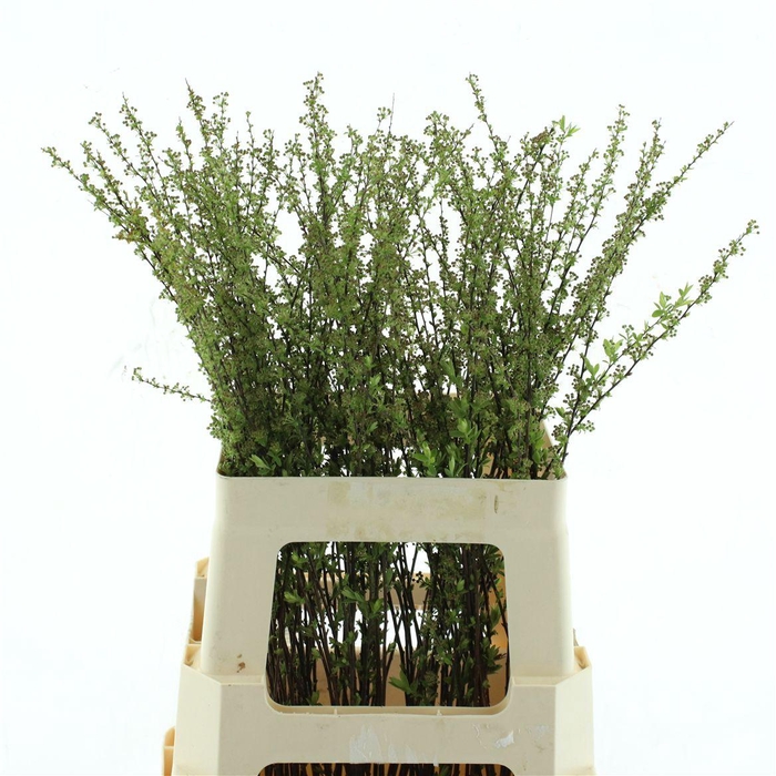 <h4>Spir C Grefsheim</h4>