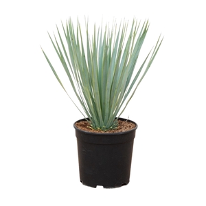 Yucca Rostrata - 60cm