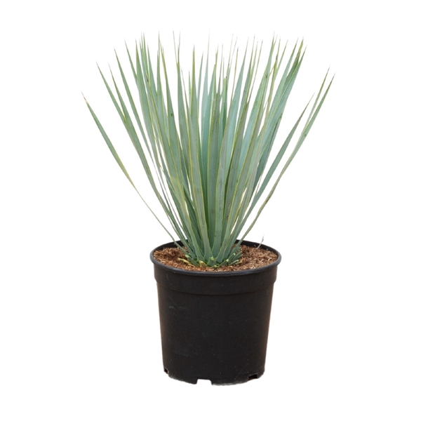 <h4>Yucca Rostrata - 60cm</h4>