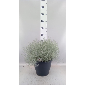 Leucophyta brownii
