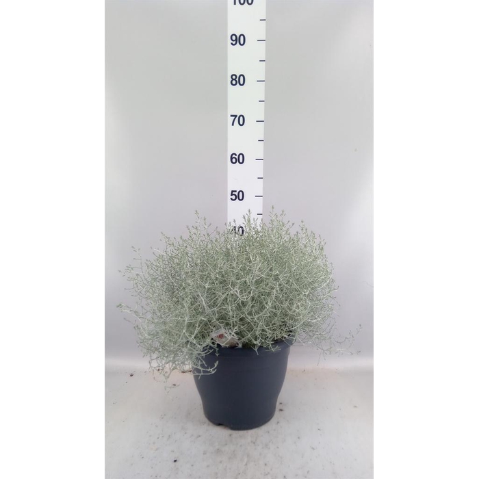 <h4>Leucophyta brownii</h4>