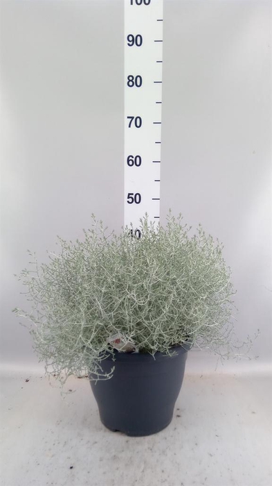 Leucophyta brownii