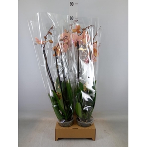 Phalaenopsis   ...