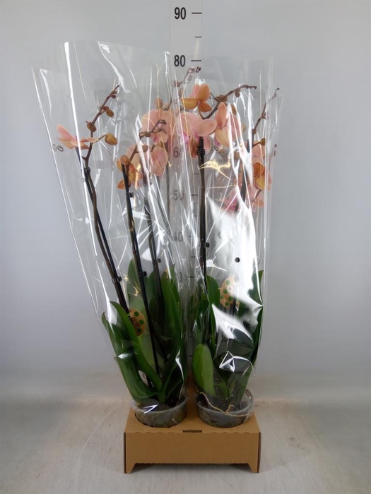 <h4>Phalaenopsis   ...</h4>