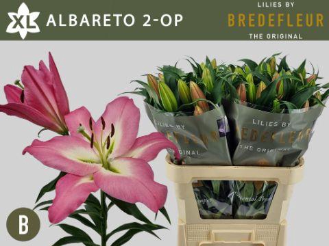 <h4>LI OT ALBARETO 2+</h4>