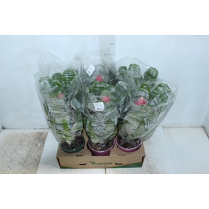 AECH FASCIATA P12
