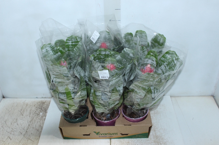 <h4>AECH FASCIATA P12</h4>