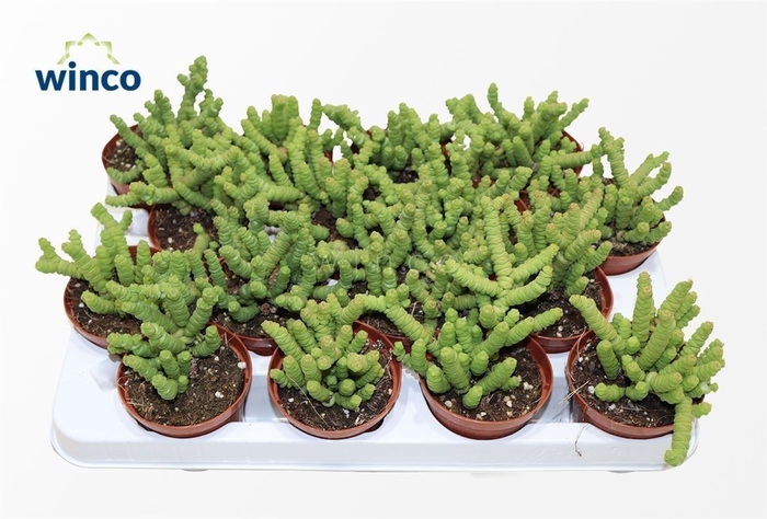 <h4>Crassula Marneriana Mini</h4>