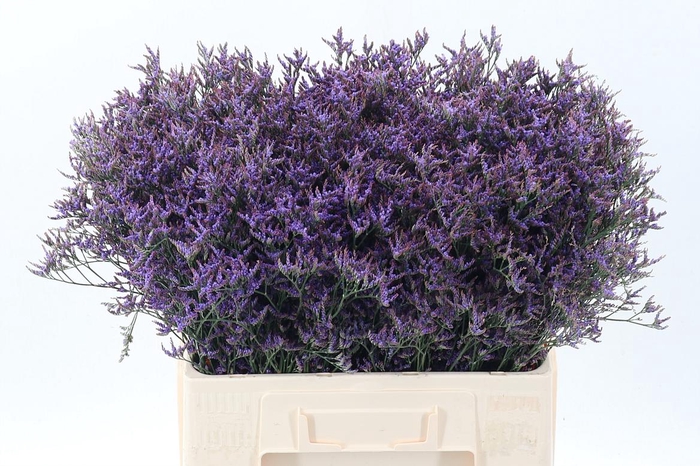 <h4>Lim Saf Dark Blue</h4>