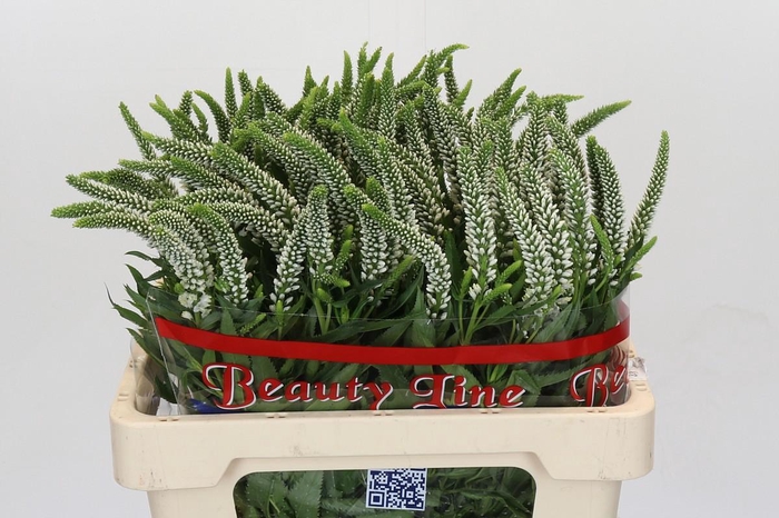 Veronica Skyler White