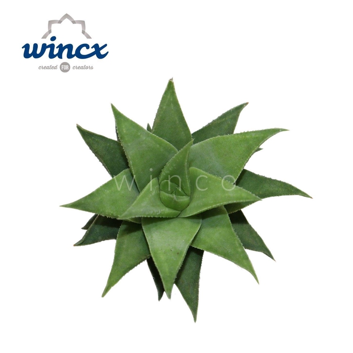 <h4>Haworthia Baylissi Cutflower</h4>