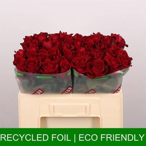 R Gr Ever Red Extra Tima