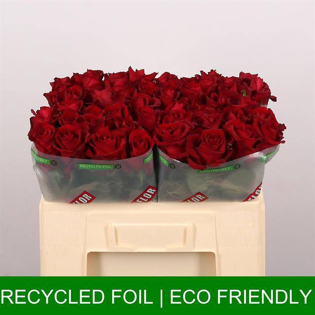<h4>R Gr Ever Red Extra Tima</h4>