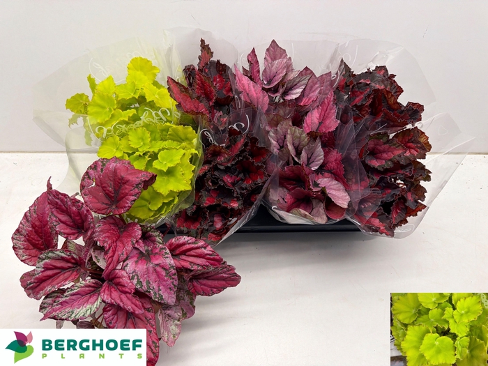 <h4>BEG BEL GEM</h4>