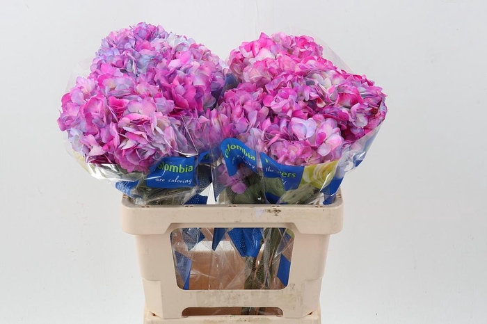 <h4>Hydr Adhara</h4>