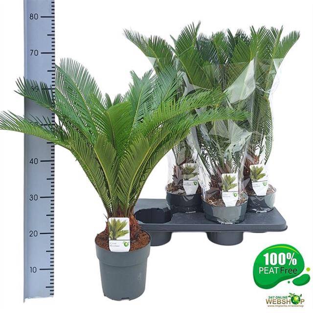 <h4>CYCAS REVOLUTA</h4>