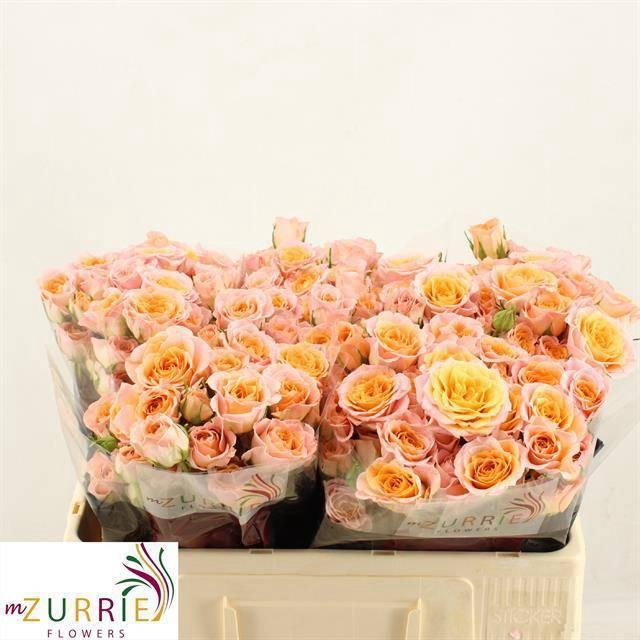 <h4>R TR SUNDIAL</h4>