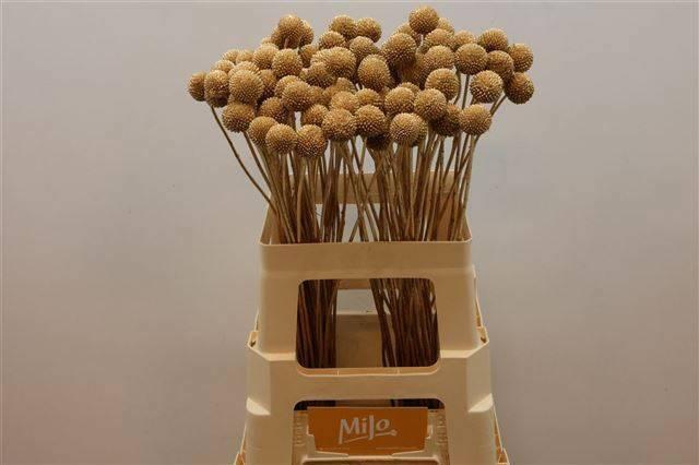 <h4>CRAS KLB H%</h4>