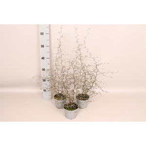 Overig 12 cm Corokia