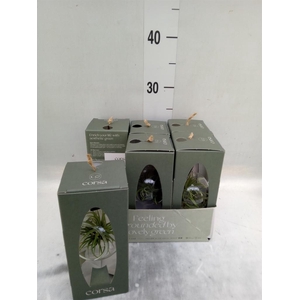 Arr.  Tillandsia L%