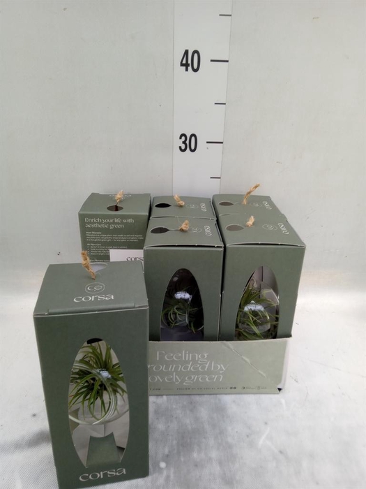 <h4>Arr.  Tillandsia L%</h4>