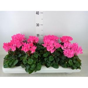 Cyclamen KL 'Compact'