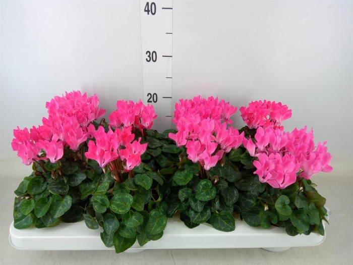 <h4>Cyclamen KL 'Compact'</h4>