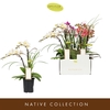 Phalaenopsis Multifloratypes gemengd 5 kleuren