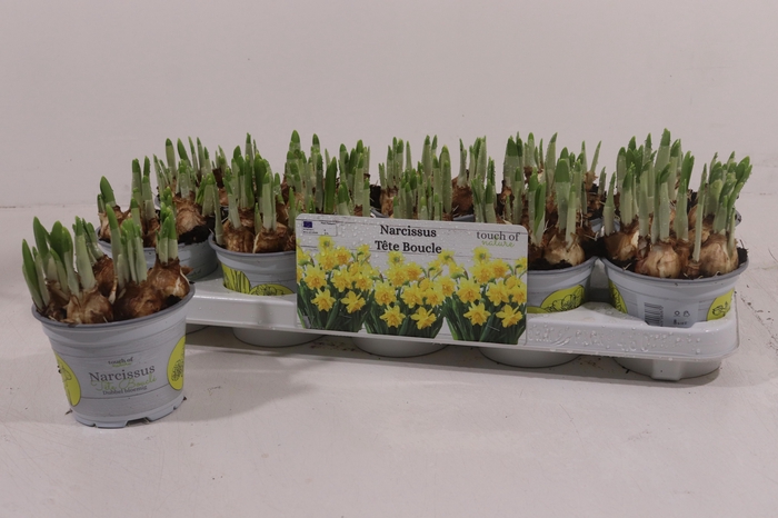 <h4>NARC D TETE BOUCLE</h4>