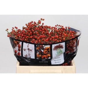 Rozenbottel Autumn Rosefruits Orange