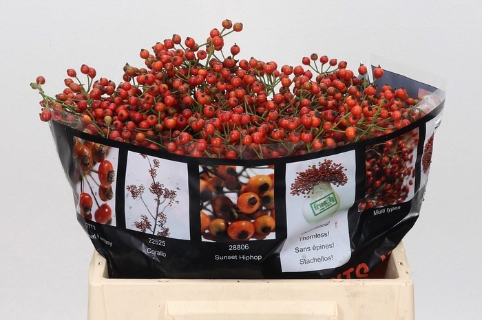 <h4>Rozenbottel Autumn Rosefruits Orange</h4>