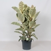 Ficus Elastica 3 toef Tineke