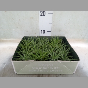 Tillandsia