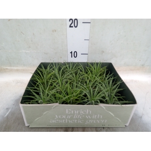 Tillandsia