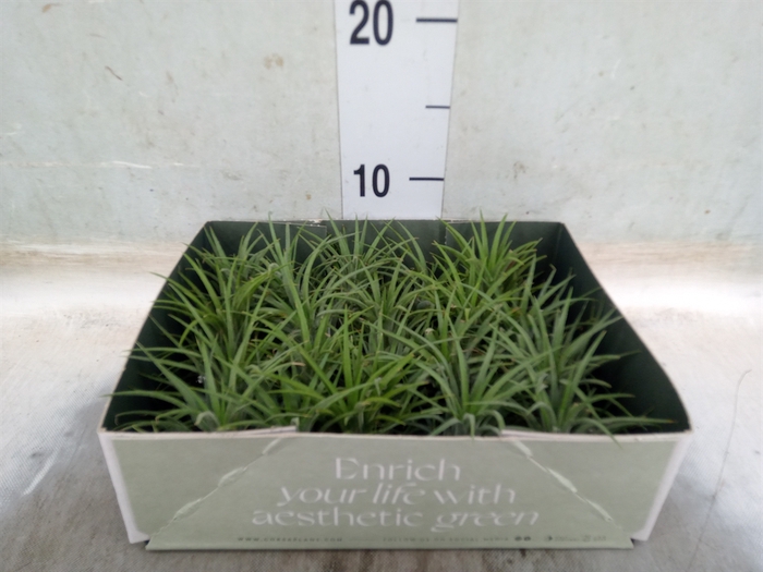 <h4>Tillandsia</h4>