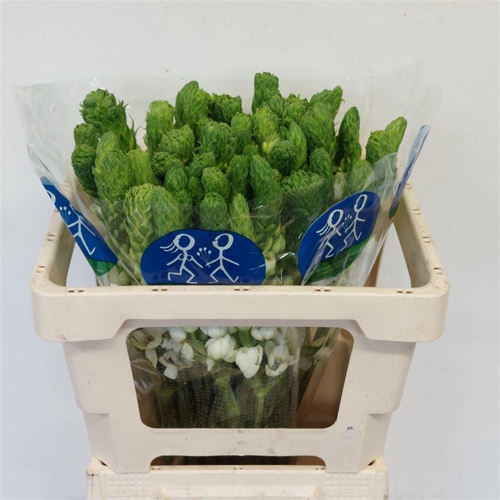 <h4>ORNIT THY MILKY WAY</h4>