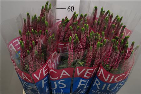 <h4>Veronica  'Smart Artist'</h4>