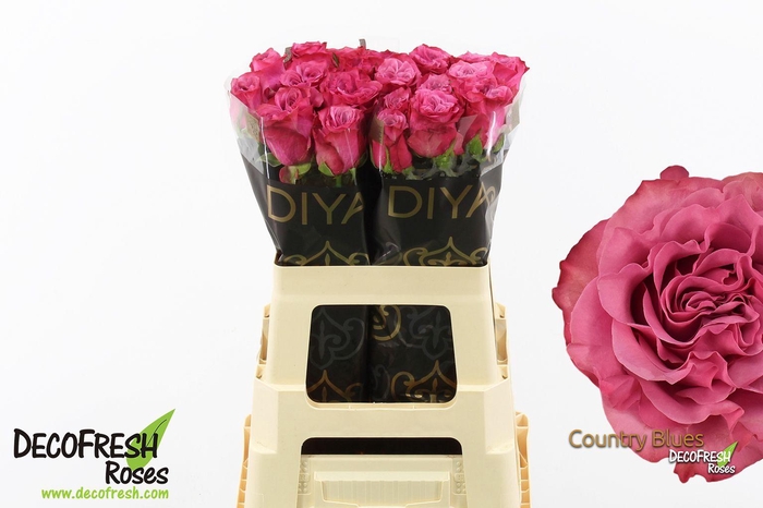 <h4>R Gr Country Blues</h4>