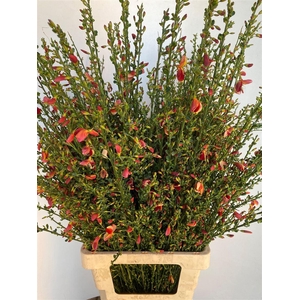 Cytisus Boskoop Ruby