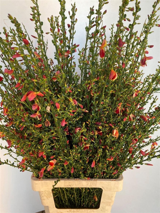 <h4>Cytisus Boskoop Ruby</h4>