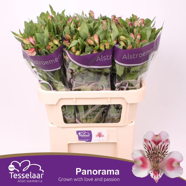 <h4>Alstr Panorama Extra HM</h4>