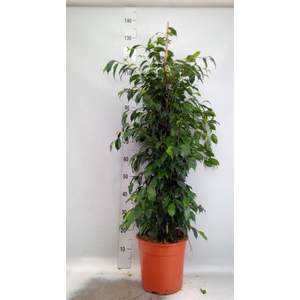 Ficus benja. 'Danielle'